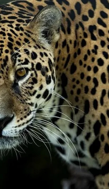 Alarma por caída en la población de yaguaretés: advierten riesgo de extinción