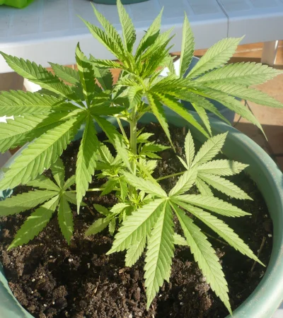 Imagen ilustrativa: web