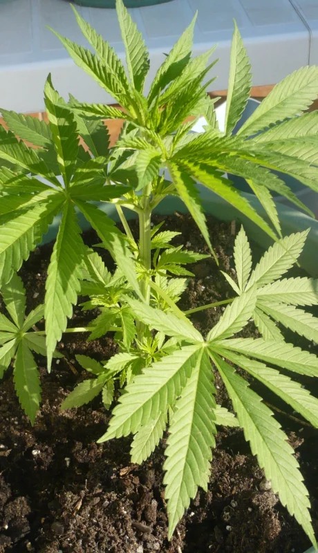 Imagen ilustrativa: web