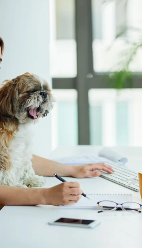 El vínculo emocional que transforma oficinas.