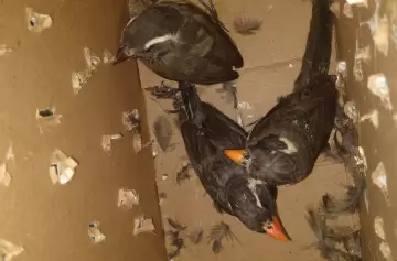 Alarmante auge de peleas de aves: el tráfico ilegal pone en riesgo al 'siete cuchillos'