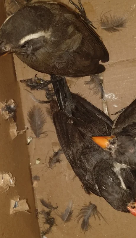 Alarmante auge de peleas de aves: el tráfico ilegal pone en riesgo al 'siete cuchillos'