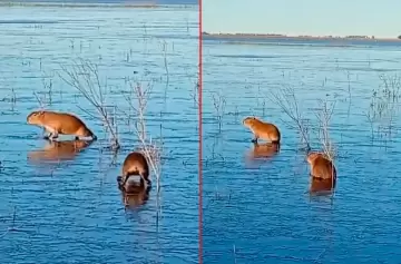 El frío extremo dejó una postal adorable en los humedales de Corrientes