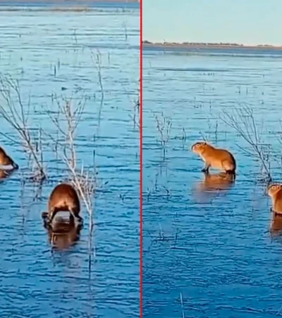 Carpinchos en el hielo.