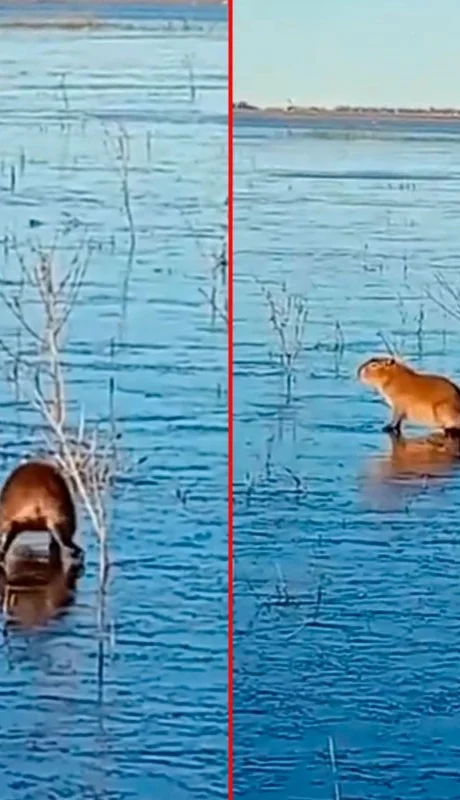 Carpinchos en el hielo.