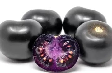 Adiós al color tomate: la genética los da negros, púrpuras y con cualidades curativas