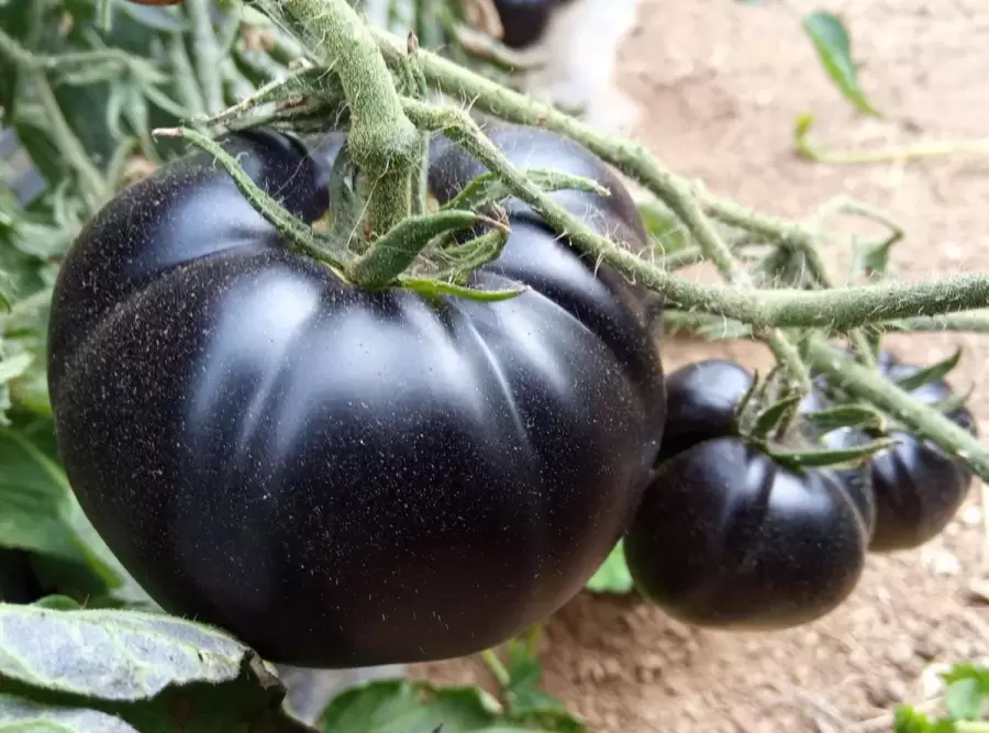 tomate negro
