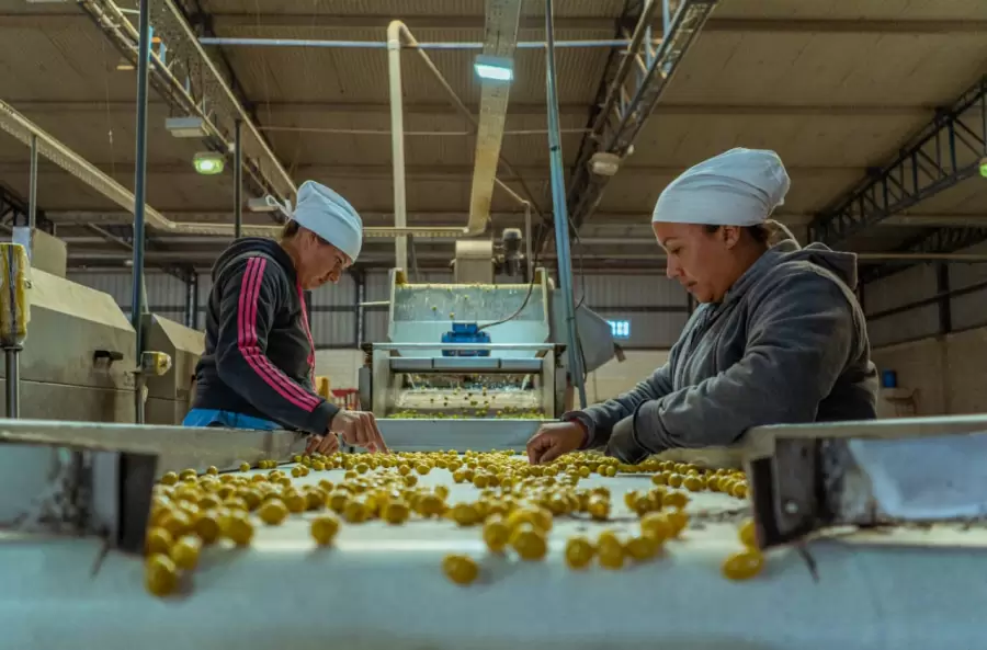 Importante presencia de la olivicultura