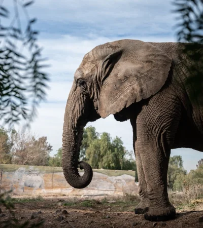 Kenya fue trasladada a Brasil desde el Ecoparque de Mendoza.
