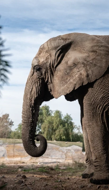 Kenya fue trasladada a Brasil desde el Ecoparque de Mendoza.