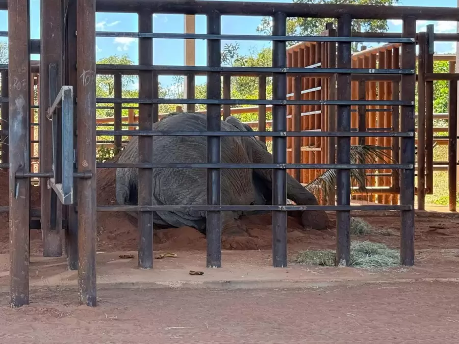 Tras vivir 40 años en cautiverio, la elefanta Kenya llegó al Santuario en Brasil/ Fuente: Jimena Latorre