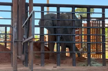 Kenya llegó al santuario de Brasil y ya no hay más elefantes en cautiverio en Argentina