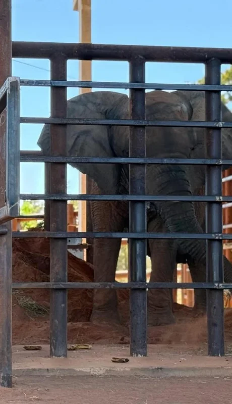 Tras vivir 40 años en cautiverio, la elefanta Kenya llegó al Santuario en Brasil/ Fuente: Jimena Latorre