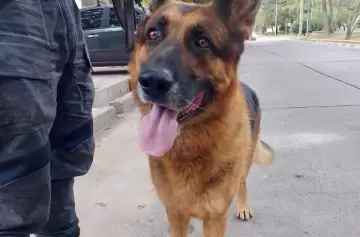 ¿Quién es Randall, el héroe de cuatro patas que desbarata robos en Mendoza?