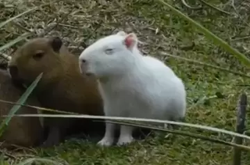 Carpincho albino: el curioso caso que sorprende en Uruguay