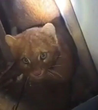 Cachorro de yaguarundí.