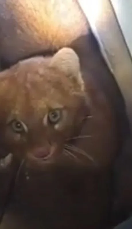 Cachorro de yaguarundí.