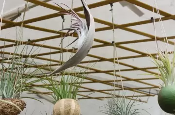 Plantas sin tierra y buenas energías para la casa, todos los detalles