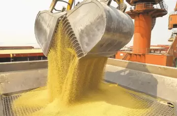 La soja, principal fuente de ingreso de dólares a la Argentina, con el precio más bajo en 15 años