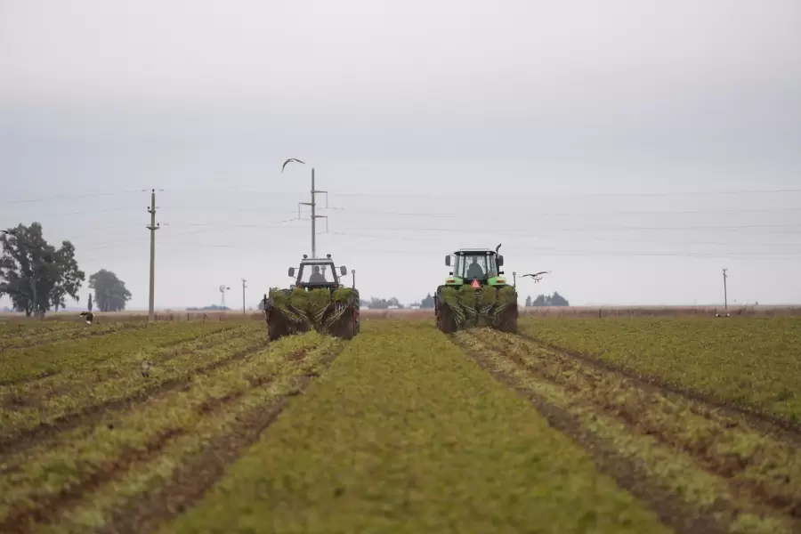 Sembradío de maní/ Fuente: Web