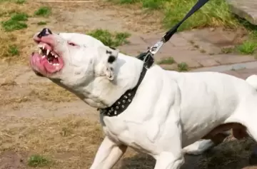 En Santa Teresita una mujer tuvo una muerte horrenda al ser atacada por su dogo