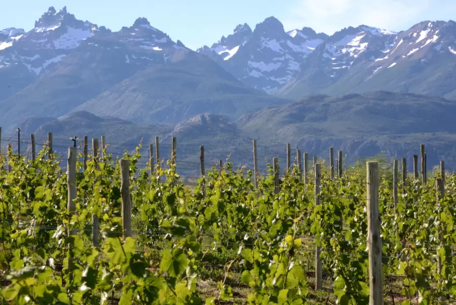 Regulaciones desde la producción