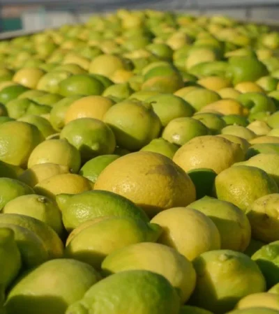Limones argentinos entran a Chile, pero la carne queda afuera