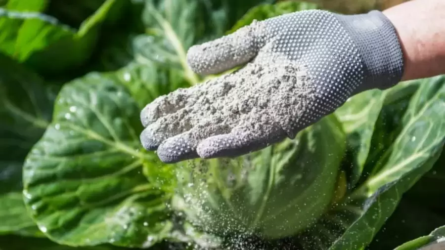 La ceniza previene la presencia de insectos y babosas en nuestro jardín.