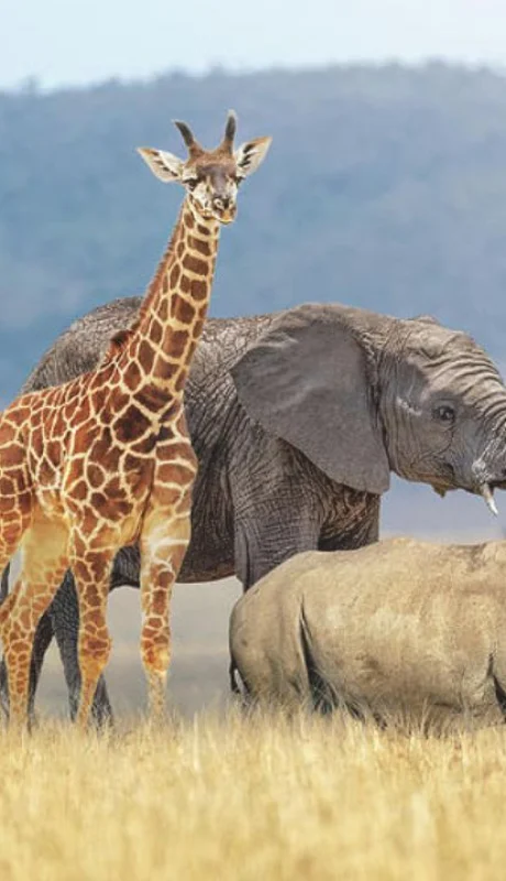 Conoce esta interesante propuesta.