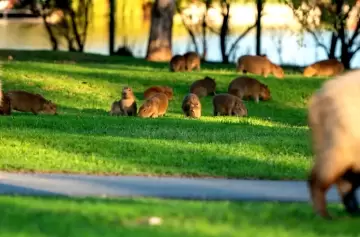 Carpinchos en Nordelta: Scioli anunció vacuna anticonceptiva y traslado