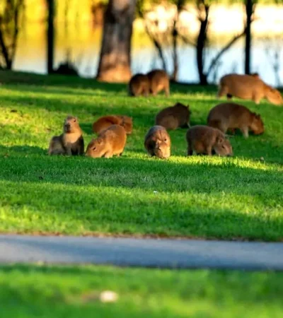 Carpinchos en Nordelta.