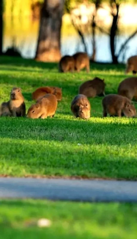 Carpinchos en Nordelta.