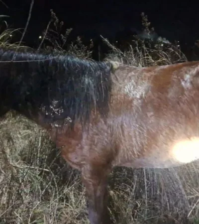 La yegua que los efectivos pudieron recuperar.