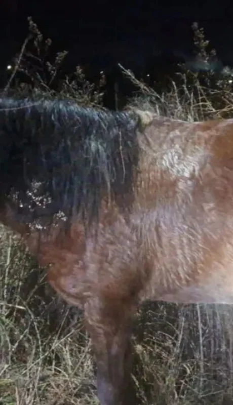 La yegua que los efectivos pudieron recuperar.