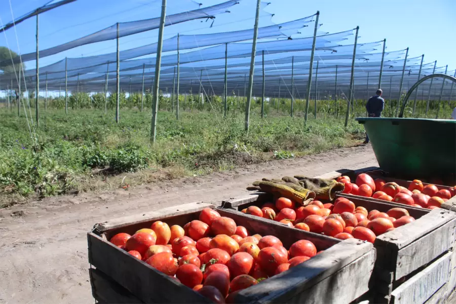 Resultados en la cantidad y calidaad de la producción