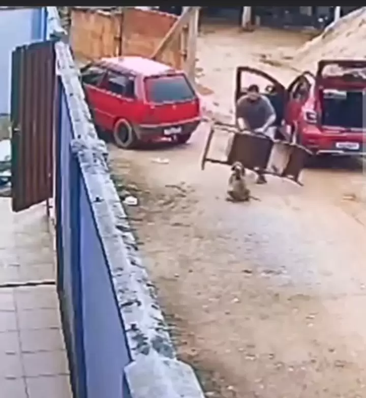 Enfrentamiento de un hombre con pitbull.