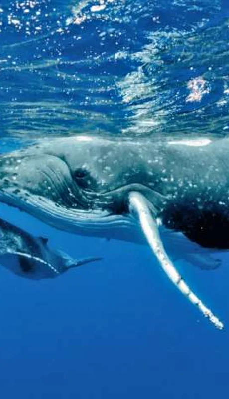 Las ballenas son una de las especies marinas más afectadas por el Cambio Climático.
