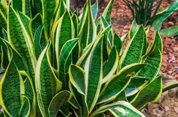 Qué recaudos se deben tomar con la planta 'lengua de suegra'