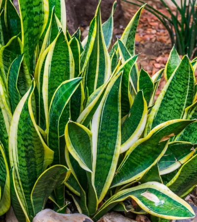 Los recaudos que hay tomar con la popular planta/