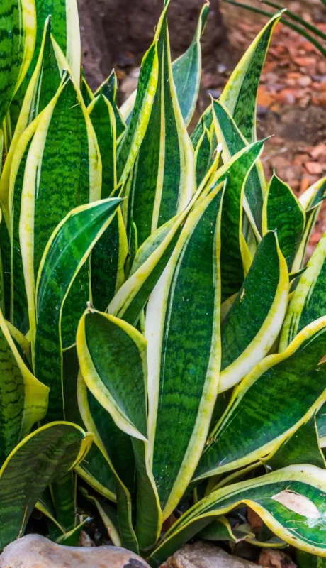 Los recaudos que hay tomar con la popular planta/