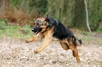 Córdoba: beba de un año fue atacada por un ovejero alemán que le produjo la muerte