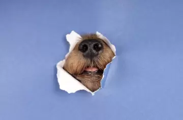 La silenciosa crisis global que dio origen al Día Mundial del Perro