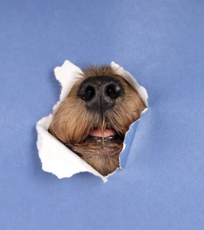 Día Mundial del Perro: del abandono a la esperanza, una historia que interpela.