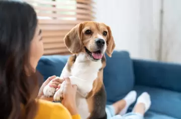 Qué dice la Psicología sobre las personas que prefieren a los perros antes que a los gatos