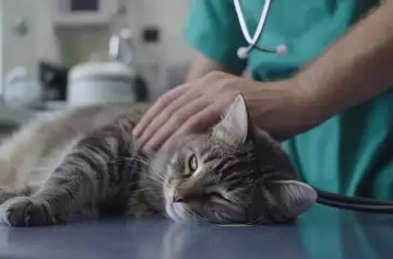 Donar sangre también salva vidas animales: cómo funcionan los bancos sanguíneos