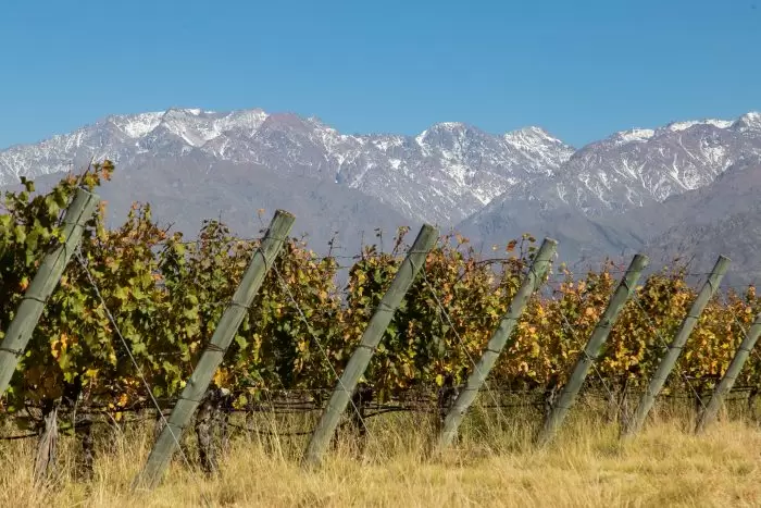 Viñedos a la espera del fruto. Y detrás, la montaña.