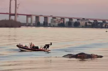 Hallaron una ballena muerta en el puente de Zárate y ya son tres en dos semanas