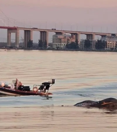 Ballena encontrada muerta cerca del Puente Zárate Brazo Largo/ Fuente: Web