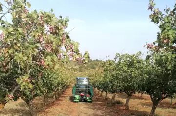 El boom del pistacho: qué hay detrás del fruto de moda