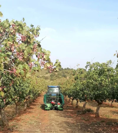 Cosecha pistachos